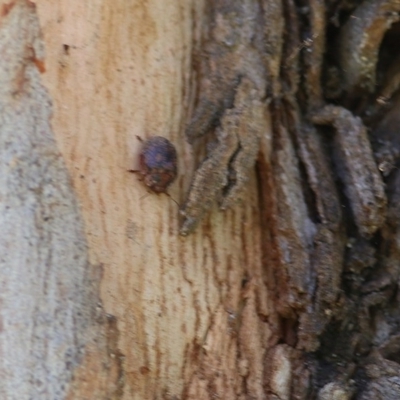 Trachymela sp. (genus) (Brown button beetle) at Wodonga - 3 Dec 2020 by KylieWaldon