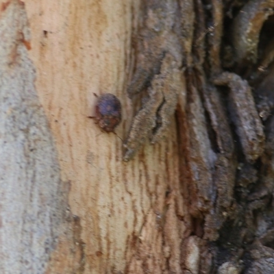 Trachymela sp. (genus) (Brown button beetle) at Wodonga, VIC - 4 Dec 2020 by KylieWaldon