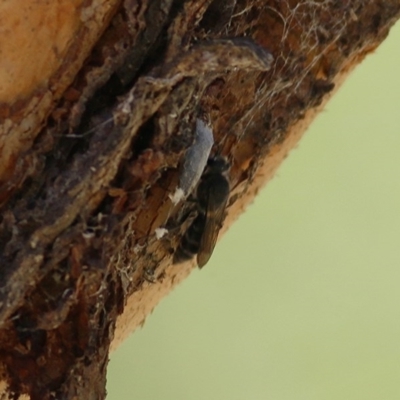 Unidentified Wasp (Hymenoptera, Apocrita) at Wodonga, VIC - 3 Dec 2020 by Kyliegw
