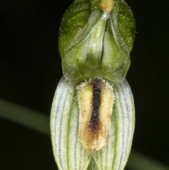 Bunochilus montanus (ACT) = Pterostylis jonesii (NSW) (Montane Leafy Greenhood) at Booth, ACT - 22 Oct 2020 by DerekC