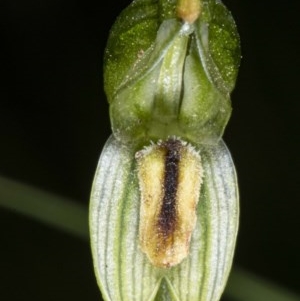 Bunochilus montanus at Booth, ACT - 22 Oct 2020