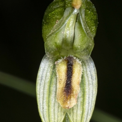 Bunochilus montanus (ACT) = Pterostylis jonesii (NSW) (Montane Leafy Greenhood) at Booth, ACT - 22 Oct 2020 by DerekC