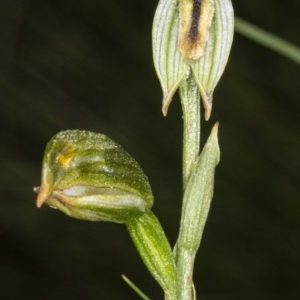 Bunochilus montanus (ACT) = Pterostylis jonesii (NSW) at Booth, ACT - 22 Oct 2020