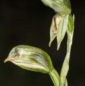 Bunochilus montanus (ACT) = Pterostylis jonesii (NSW) at Booth, ACT - 22 Oct 2020