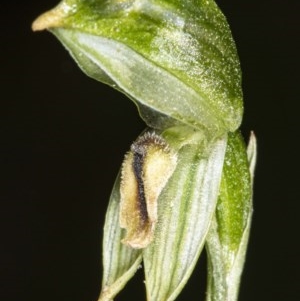 Bunochilus montanus (ACT) = Pterostylis jonesii (NSW) at Booth, ACT - 22 Oct 2020