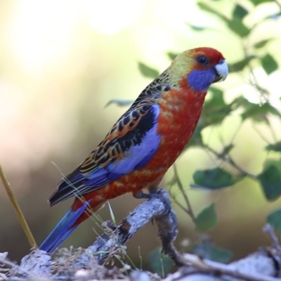 Platycercus elegans (Crimson Rosella) at Wodonga, VIC - 4 Dec 2020 by KylieWaldon