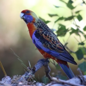 Platycercus elegans at Wodonga, VIC - 4 Dec 2020