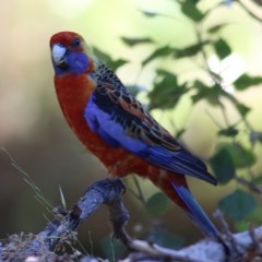 Platycercus elegans at Wodonga, VIC - 4 Dec 2020