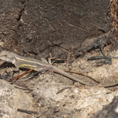 Diporiphora nobbi (Nobbi Dragon) at Tennent, ACT - 29 Sep 2020 by DerekC