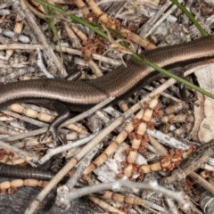 Acritoscincus platynotus (Red-throated Skink) at Namadgi National Park - 29 Sep 2020 by DerekC