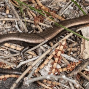 Acritoscincus platynotus at Tennent, ACT - 29 Sep 2020