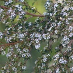 Kunzea ericoides (Burgan) at Wodonga, VIC - 4 Dec 2020 by KylieWaldon