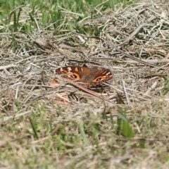 Junonia villida (Meadow Argus) at Wodonga, VIC - 4 Dec 2020 by KylieWaldon