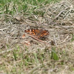 Junonia villida (Meadow Argus) at Wodonga - 3 Dec 2020 by Kyliegw