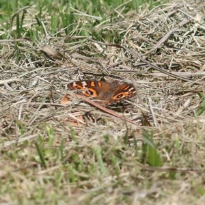 Junonia villida at Wodonga, VIC - 4 Dec 2020 10:30 AM