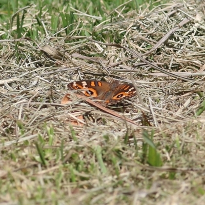 Junonia villida (Meadow Argus) at Wodonga, VIC - 4 Dec 2020 by KylieWaldon
