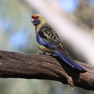 Platycercus elegans flaveolus (Yellow Rosella) at Albury - 30 Nov 2020 by KylieWaldon