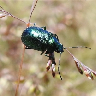 Edusella sp. (genus) (A leaf beetle) at Brindabella National Park - 4 Dec 2020 by JohnBundock