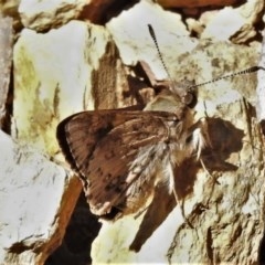 Trapezites phigalioides (Montane Ochre) at Uriarra, NSW - 4 Dec 2020 by JohnBundock