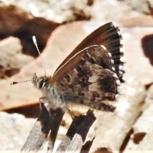 Neolucia hobartensis at Uriarra, NSW - 4 Dec 2020