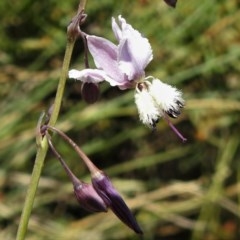 Arthropodium milleflorum (Vanilla Lily) at Brindabella National Park - 4 Dec 2020 by JohnBundock