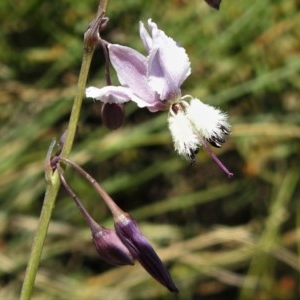 Arthropodium milleflorum at Uriarra, NSW - 4 Dec 2020 12:53 PM