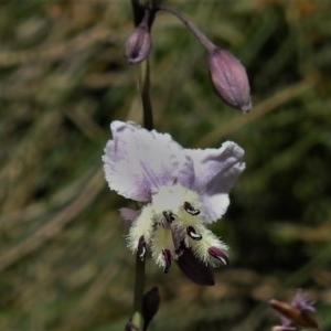 Arthropodium milleflorum at Uriarra, NSW - 4 Dec 2020 12:53 PM