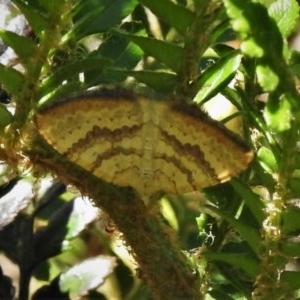 Chrysolarentia correlata at Uriarra, NSW - 4 Dec 2020