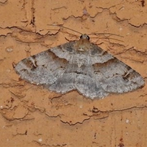 Syneora hemeropa at Wanniassa, ACT - 3 Dec 2020