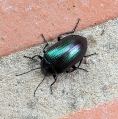 Chalcopteroides columbinus (Rainbow darkling beetle) at Hughes, ACT - 3 Dec 2020 by JackyF