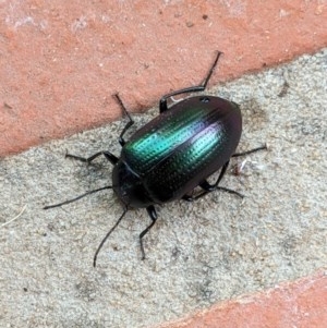 Chalcopteroides columbinus at Hughes, ACT - 3 Dec 2020 02:21 PM