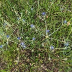 Eryngium ovinum (Blue Devil) at Deakin, ACT - 2 Dec 2020 by JackyF