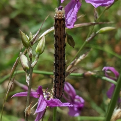 Helicoverpa (genus) (A bollworm) at Hughes, ACT - 30 Nov 2020 by JackyF