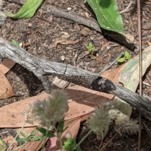 Glenoleon sp. (genus) at Hughes, ACT - 30 Nov 2020