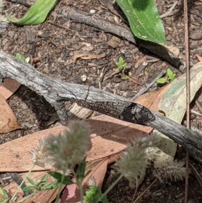 Glenoleon sp. (genus) (Antlion lacewing) at Hughes, ACT - 30 Nov 2020 by JackyF