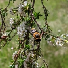 Scaptia sp. (genus) (March fly) at Federal Golf Course - 30 Nov 2020 by JackyF