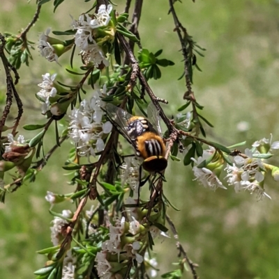 Scaptia sp. (genus) (March fly) at Red Hill to Yarralumla Creek - 30 Nov 2020 by JackyF