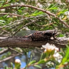 Yoyetta sp. (genus) (Firetail or Ambertail Cicada) at Federal Golf Course - 30 Nov 2020 by JackyF