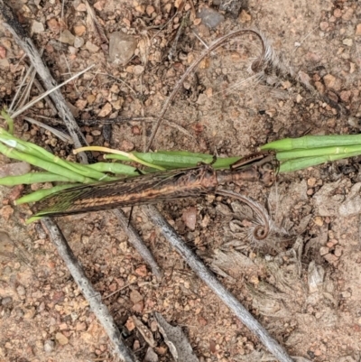 Mantispidae (family) (Unidentified mantisfly) at Hughes, ACT - 29 Nov 2020 by JackyF