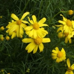 Senecio pinnatifolius var. pinnatifolius at Jones Creek, NSW - 18 Sep 2005 03:19 PM