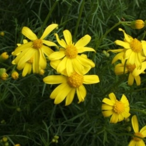 Senecio pinnatifolius var. pinnatifolius at Jones Creek, NSW - 18 Sep 2005 03:19 PM