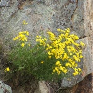 Senecio pinnatifolius var. pinnatifolius at Jones Creek, NSW - 18 Sep 2005 03:19 PM