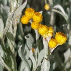 Chrysocephalum apiculatum (Common Everlasting) at Holt, ACT - 21 Oct 2020 by drakes