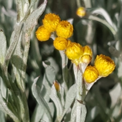 Chrysocephalum apiculatum (Common Everlasting) at Mount Painter - 20 Oct 2020 by drakes