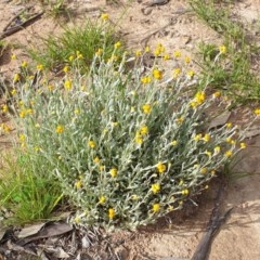 Chrysocephalum apiculatum at Holt, ACT - 21 Oct 2020