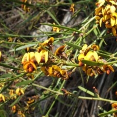 Daviesia leptophylla (Slender Bitter Pea) at Nangus, NSW - 15 Oct 2005 by abread111