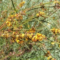 Daviesia leptophylla at Nangus, NSW - 15 Oct 2005