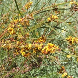 Daviesia leptophylla at Nangus, NSW - 15 Oct 2005