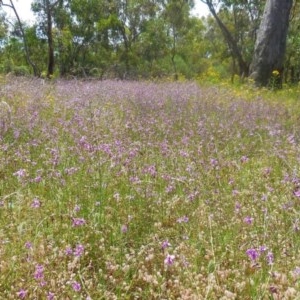 Arthropodium fimbriatum at Hughes, ACT - 30 Nov 2020 02:24 PM