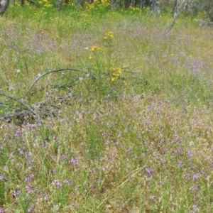 Arthropodium fimbriatum at Hughes, ACT - 30 Nov 2020